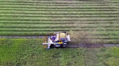 Hasat makinesi tarlada çalışıyor. Pirinç biçme makinesinin üst görünümü.