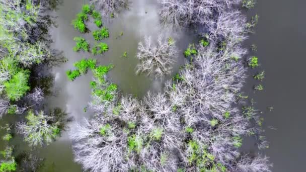 受污染水体中的水生植物能够存活 而不能存活 — 图库视频影像
