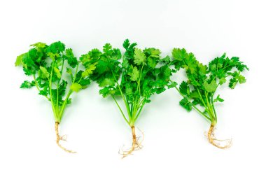 Kişniş beyaz arkaplana yerleştirildi.