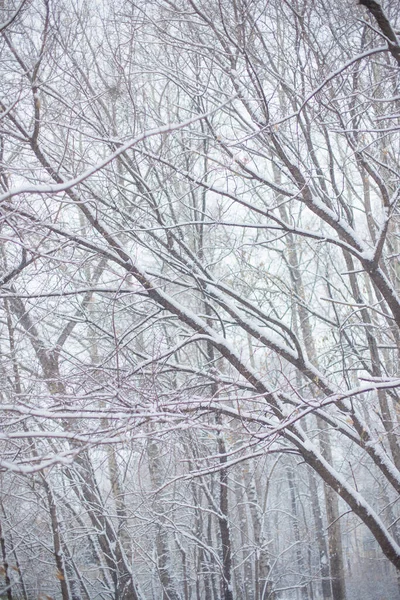 Drzewa iglaste i liściaste pod ogromną warstwą śniegu — Zdjęcie stockowe