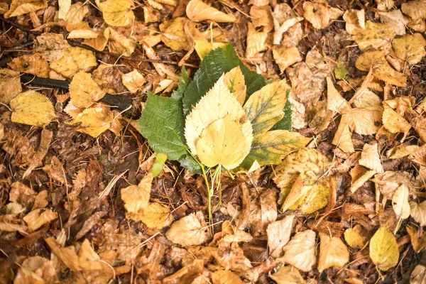 Buquê de outono folhas caídas em uma mão de crianças — Fotografia de Stock