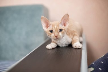 Kanepenin ahşap kolunda bej çizgili kısa saçlı beyaz kedi.
