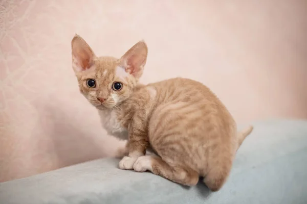 A short-haired white cat with beige stripes sits on the back of a gray sofa. — Stock Photo, Image