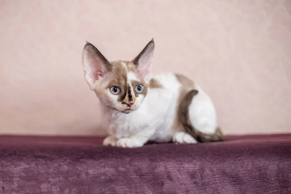 Spatřena hladkosrstá kočka sedící na pohovce třešňové barvy — Stock fotografie