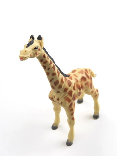 Giraffa — Foto Stock