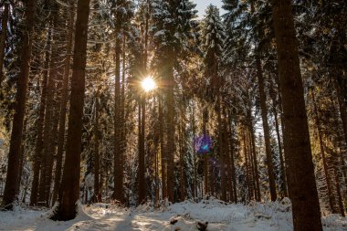 Karlı dağ manzarası, ormanın ortasında. 