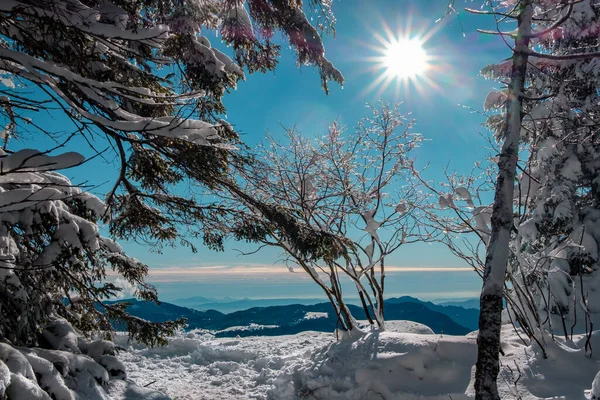 Sněžná Horská Krajina Podsvícení Mezi Stromy — Stock fotografie