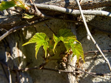 Yeşil sarmaşık filizi makrosu 