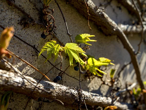 Yeşil sarmaşık filizi makrosu 