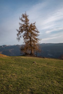 Tepelerin ortasında bir ağaç olan dağ manzarası
