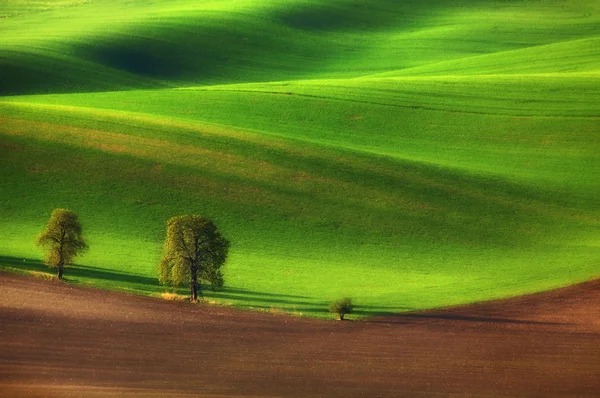 Famille des arbres — Photo