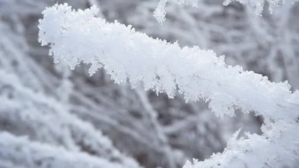 Primeros planos de las heladas ramas de los árboles. Invierno fresco en bosque de nieve — Vídeos de Stock