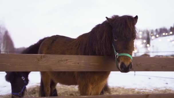 Hästar betar på en vinteräng bakom en häck — Stockvideo