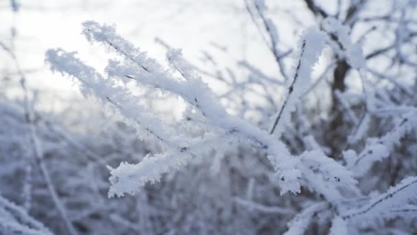 Nieve en el árbol de ramas. Invierno nieve naturaleza paisaje — Vídeos de Stock