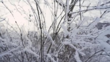 Kar dalları kapladı. Kışın karda dallar.