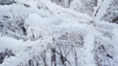 Ormanda donmuş kar altındaki ağaçlar. Kış manzarasında arka planda bir kuş.