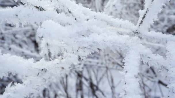 Stromy pod zmrzlým sněhem v lese. Pták v pozadí v zimní krajině. — Stock video