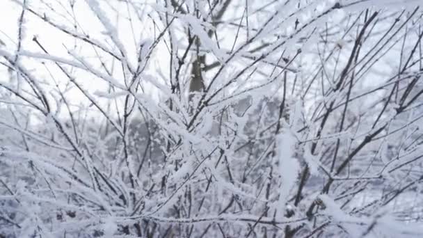 Mrożone gałęzie drzew zjeżdżalnia lalek. Gałęzie w śniegu zimą — Wideo stockowe