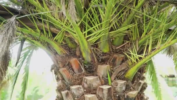 Coco Verde Palmeira Closeup Tronco Palmeira Ilha Tropical Imagens Alta — Vídeo de Stock