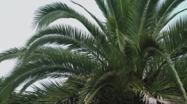 Mavi gökyüzüne karşı palmiye ağacı. Seyahat konsepti. Yüksek kalite 4k görüntü