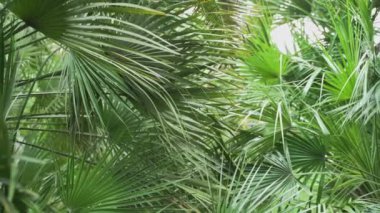Palmiye yaprakları yavaş rüzgarda hareket ediyor. Yüksek kalite 4k görüntü