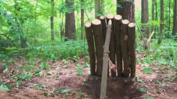 Дерев Яна Пастка Ссавців Зеленому Лісі Високоякісні Кадри — стокове відео
