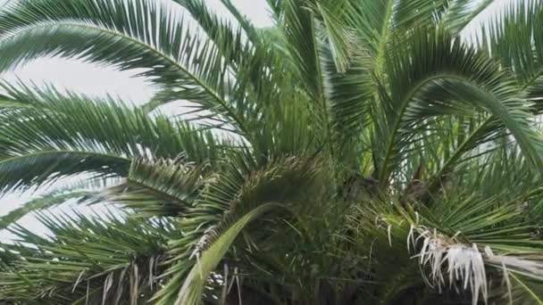 Gros Palmier Contre Ciel Bleu Palmier Sur Côte Tropicale Images — Video
