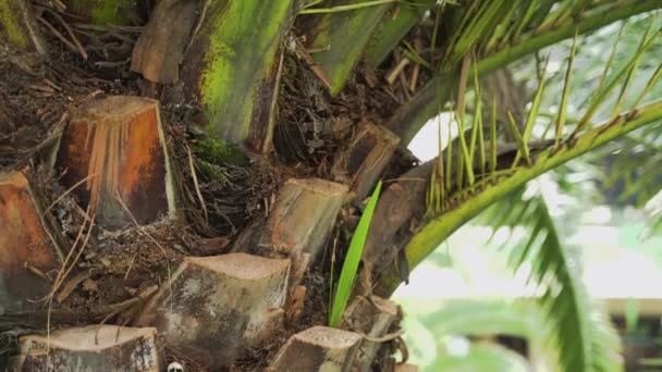Tronco Más Grande Una Palma Coco Tropical Imágenes Alta Calidad — Vídeo de stock