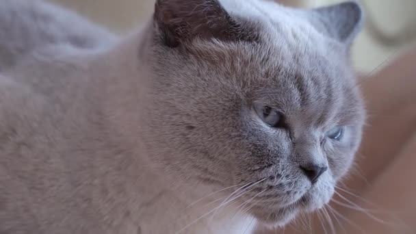 Кіт Символом Долара Очах Концепція Грошей Високоякісні Кадри — стокове відео