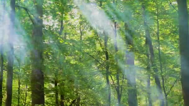 阳光穿过森林中的薄雾 高质量的4K镜头 — 图库视频影像