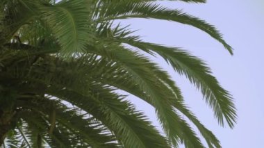 Mavi gökyüzüne karşı yeşil palmiye yaprakları. Yüksek kalite 4k görüntü