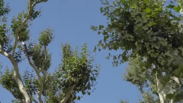 Arbre Sycomore Sur Ciel Bleu Branches Arbre Images Haute Qualité — Video