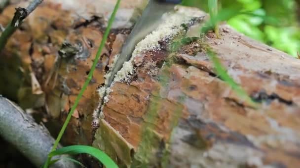 Homem Está Serrar Uma Árvore Floresta Imagens Alta Qualidade — Vídeo de Stock