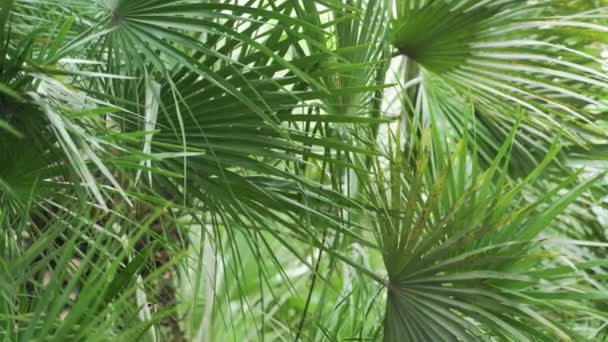 Les Feuilles Palmier Plante Arbre Tropical Oscillant Dans Vent Images — Video
