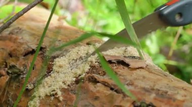 El testeresi yakın çekimde bir kütük kesiyor. Ahşap. Yüksek kalite 4k görüntü
