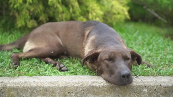 偶像狗懒洋洋地躺在草坪上 高质量的4K镜头 — 图库视频影像
