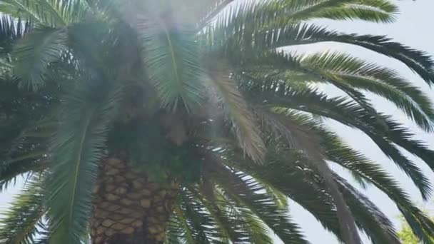 Palmboom Met Een Zonnevlam Lens Tegen Blauwe Lucht Hoge Kwaliteit — Stockvideo