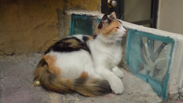 Weiße Und Gelbe Hofkatzen Sitzen Den Stufen Hochwertiges Filmmaterial — Stockvideo