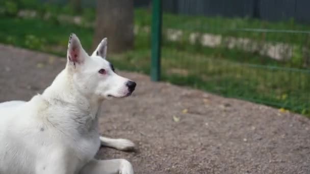 Hond Voert Het Bevel Uit Gaan Liggen Hoge Kwaliteit Beeldmateriaal — Stockvideo