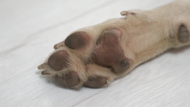 白い犬の足を閉じる 高品質の4K映像 — ストック動画