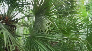 Hindistan cevizi palmiyeleri ve tropikal deniz. Yüksek kalite 4k görüntü