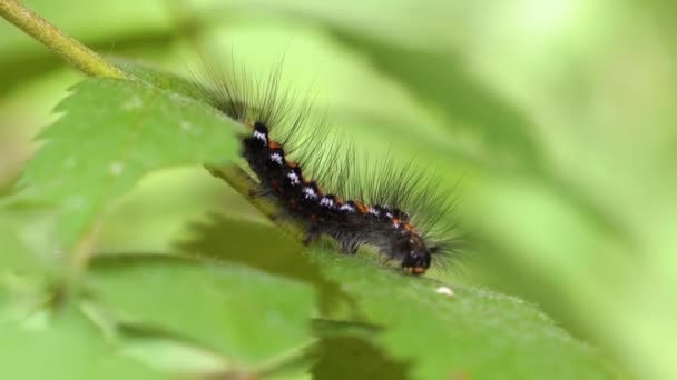 Pek Böceği Tırtılı Yaprağın Üzerinde Oturur Yüksek Kalite Görüntü — Stok video