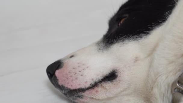 Porträt Eines Hundes Der Auf Dem Boden Liegt Hochwertiges Filmmaterial — Stockvideo