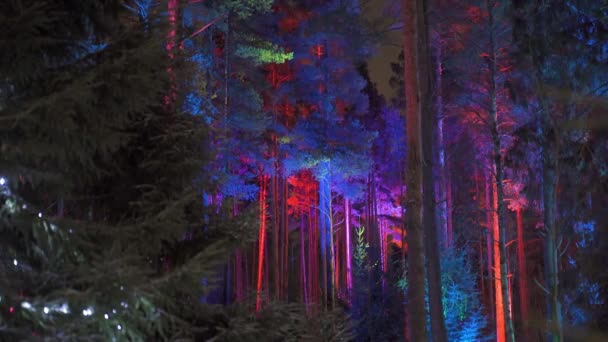 Таємничий Нічний Ліс Світиться Різними Кольоровими Вогнями Високоякісні Кадри — стокове відео