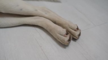 Beyaz bir köpeğin bacakları. Yüksek kalite 4k görüntü