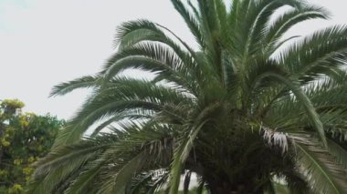 Palmiye ağacının etrafında düzgün bir hareket. Yüksek kalite 4k görüntü