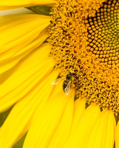 Impressive Bee on Sunflower — Stock Photo, Image