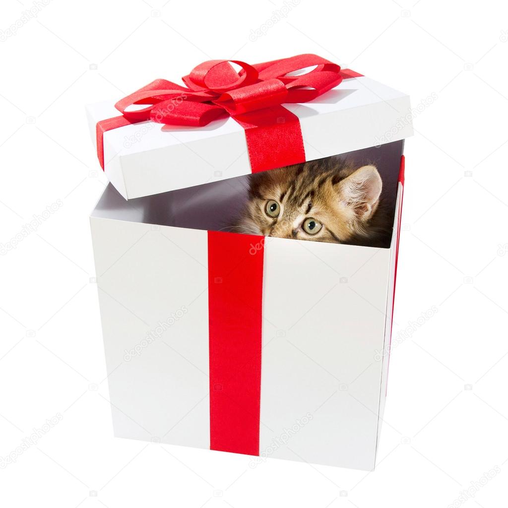 Small cute kitten inside gift box — Stock Photo © 45arseiy 50507801