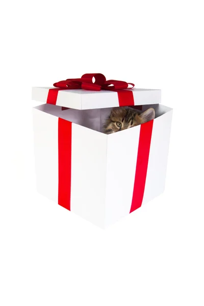 Γατάκι μέσα στο κιβώτιο δώρων — Stok fotoğraf