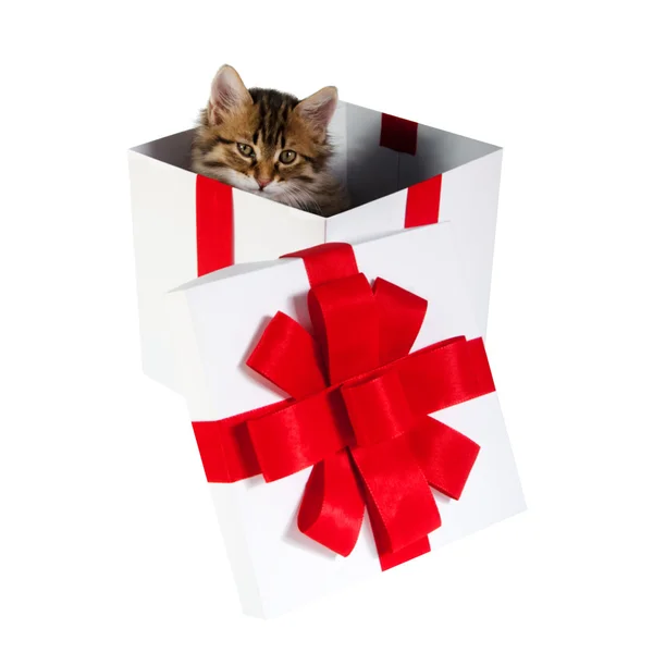 Kotek wewnątrz pudełko — Zdjęcie stockowe